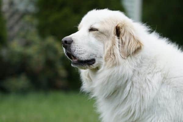 great pyrenees up-close