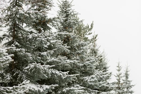A snowy evergreen tree in the open air.